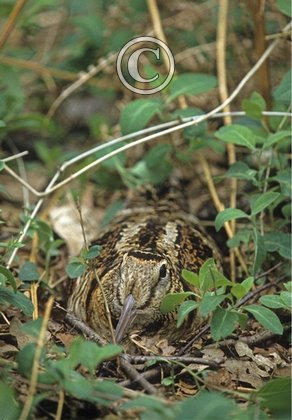 Woodcock at the Nest